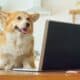 Dog With A Laptop Working At Home