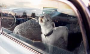 Dog Alone Is Locked In Car On Heat Hot Day, Howls And Whines, Asks For Water On Sunny Summer.
