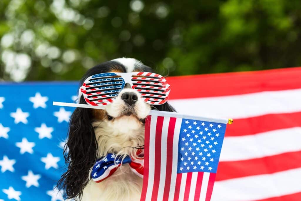 Dog In Glasses Holding The American Flag In Its Mouth