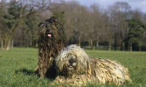 Dogs with dreadlocks sitting on the grass