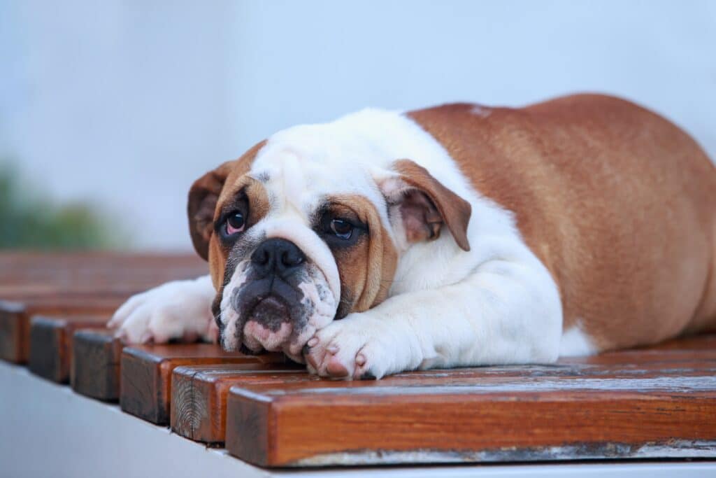 English Bulldog Lying Down On A Bench