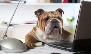 English Bulldog Sitting At A Desk In Front Of A Computer