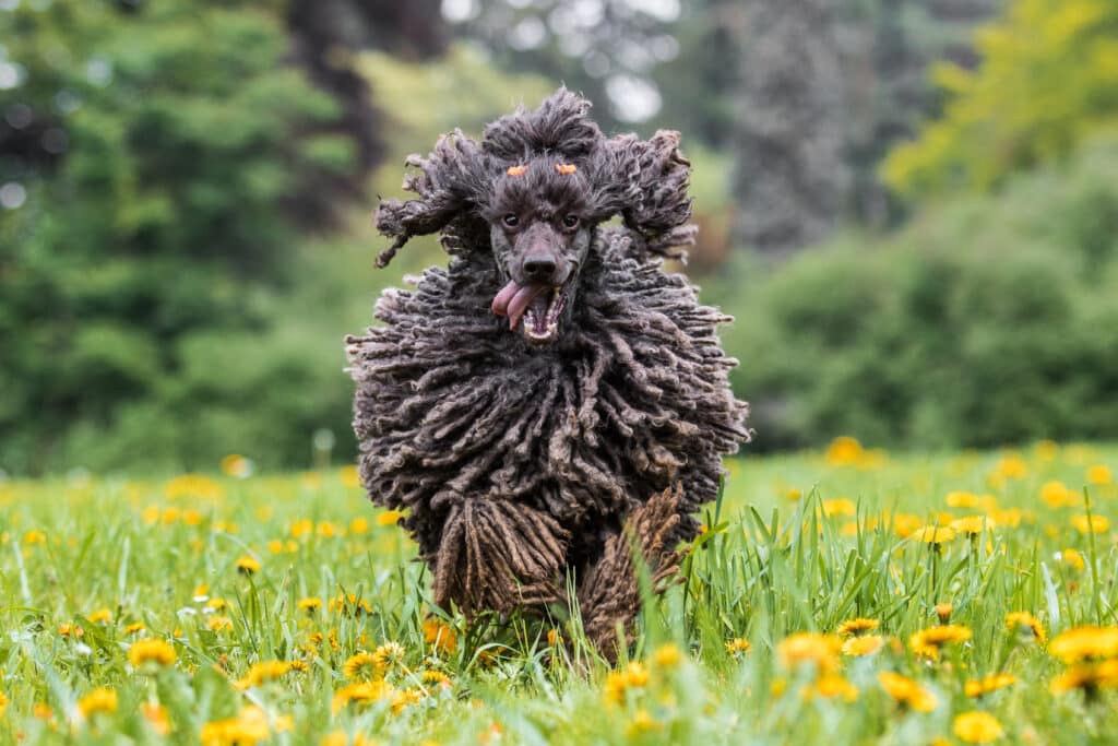 Happy Brown Corded Poodle Running On Green Grass