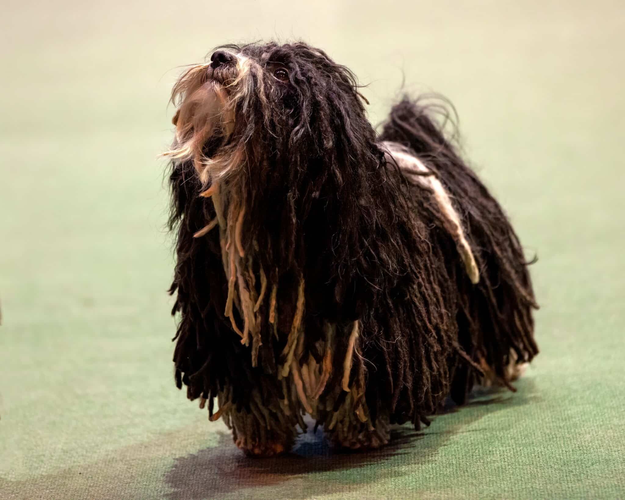 Dogs With Dreadlocks What Are Corded Dog Breeds?