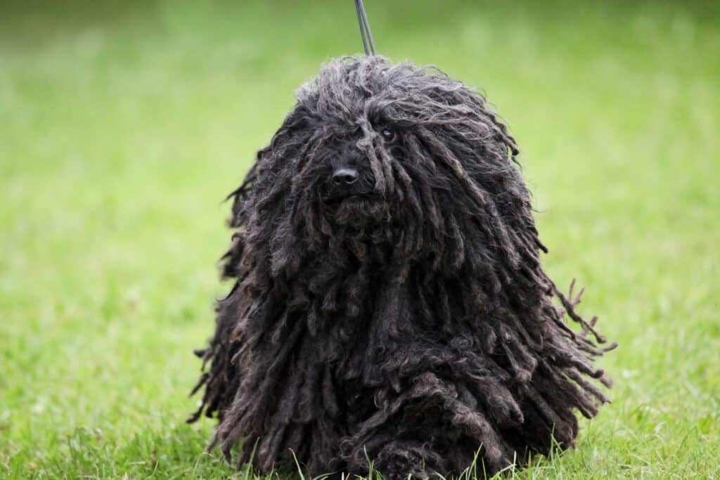 Hungarian Puli Dog With Corded Coat