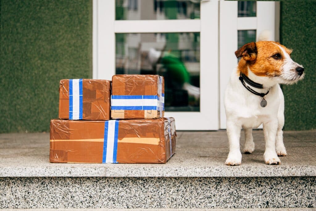 Jack Russell Dog Sitting Next To The Parcel Delivery Outside Door