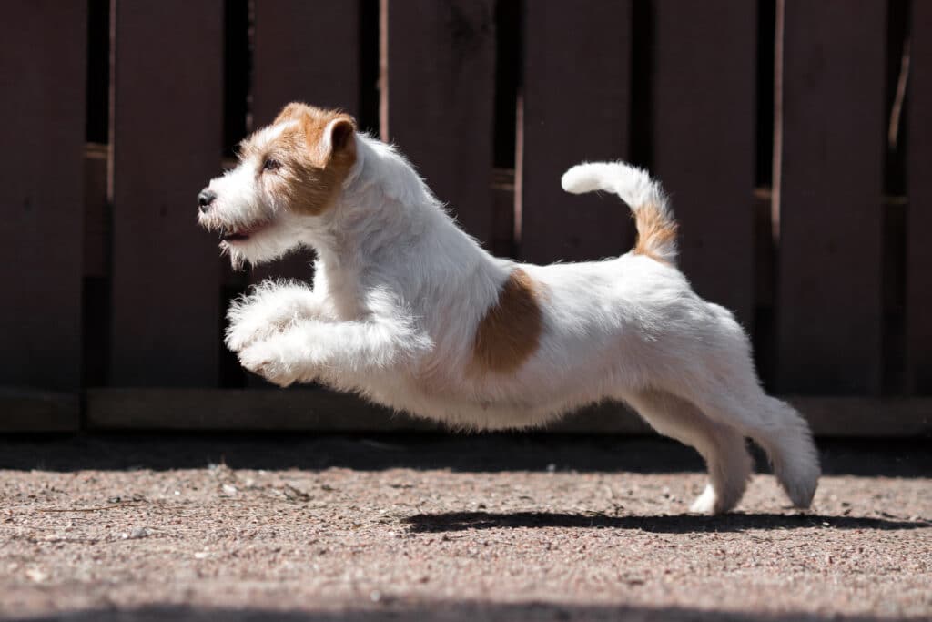 Jack Russell Terrier Dog Jumping