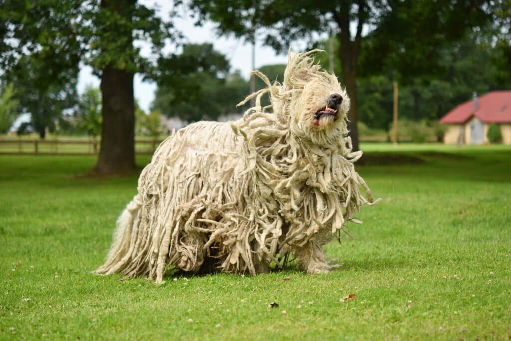 Komondor Shaking Its Dreadlocks