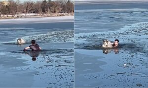 Man saving a drowning dog in a freezing lake
