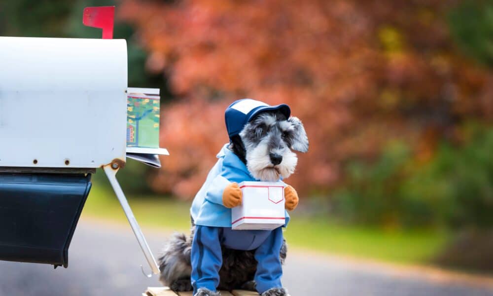 Miniature Schnauzer Dressed Up In Costume As Letter Carrier Holding Little Package In Front Of Us Mailbox
