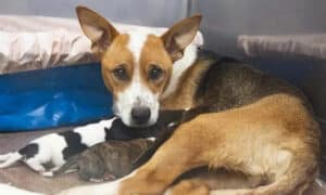 Molly the dog with her puppies