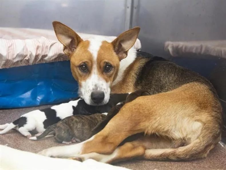 Molly The Dog With Her Puppies