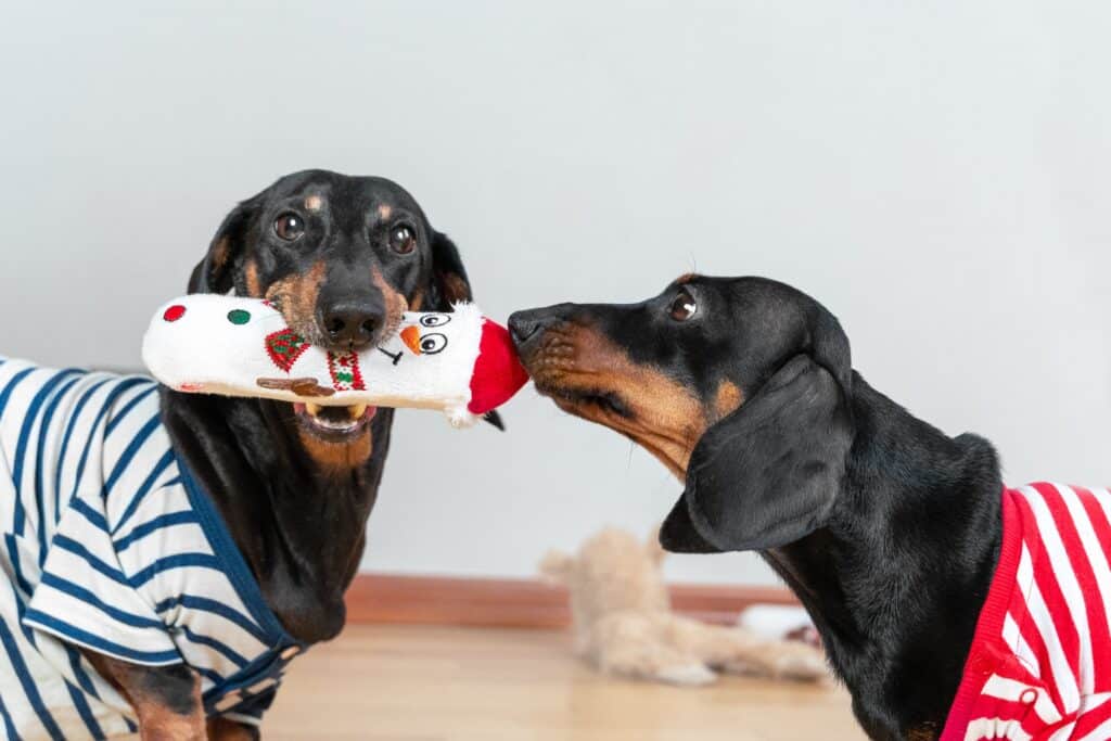 One Dachshund Dog Holds A Soft Toy In The Shape Of Snowman In Its Teeth, And The Other Sniffs It