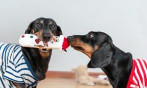 One Dachshund Dog Holds A Soft Toy In The Shape Of Snowman In Its Teeth, And The Other Sniffs It
