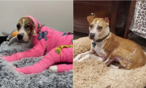 Riona the dog during and after recovering