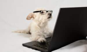 Terrier wearing glasses and working at laptop