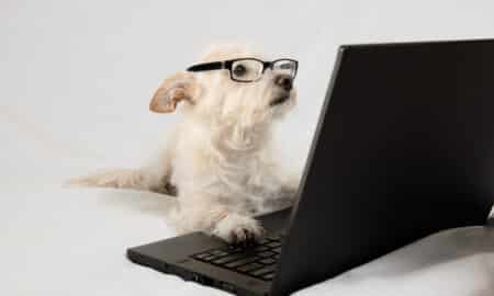 Terrier Wearing Glasses And Working At Laptop