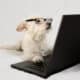 Terrier Wearing Glasses And Working At Laptop