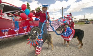 The 4Th Of July For Dogs Events