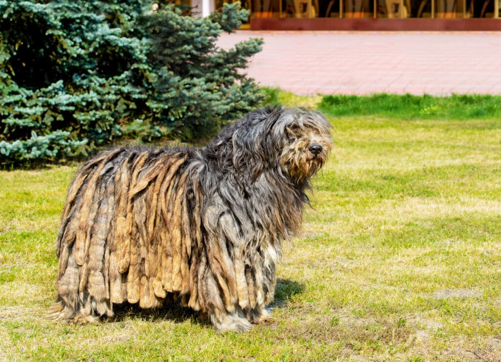 The Bergamasco Sheepdog Stands On The Green Grass In The Park
