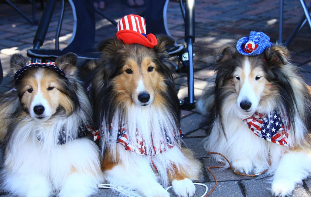 Three Sheltie Dogs Dressed In Patriotic Attire During A 4Th Of July Event