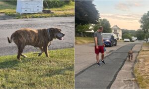 mellow on his last walk around the neighborhood