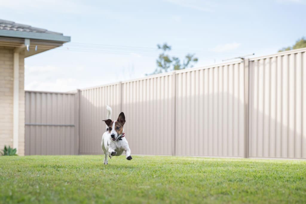 A Jack Russell Terrier Running In Backyard With Steel Fence And Green Lawn