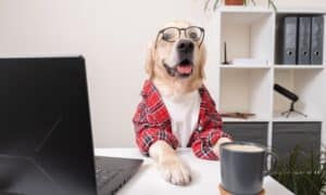 A Cute Dog In A Shirt And Glasses Is Working At A Laptop