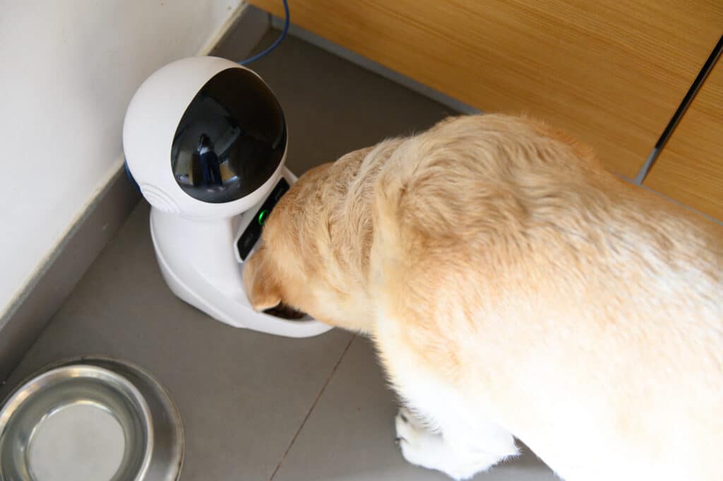 A Dog Eating From An Electronic Feeder. Dog Gadgets For Your Furry Friend