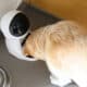 A Dog Eating From An Electronic Feeder. Dog Gadgets For Your Furry Friend