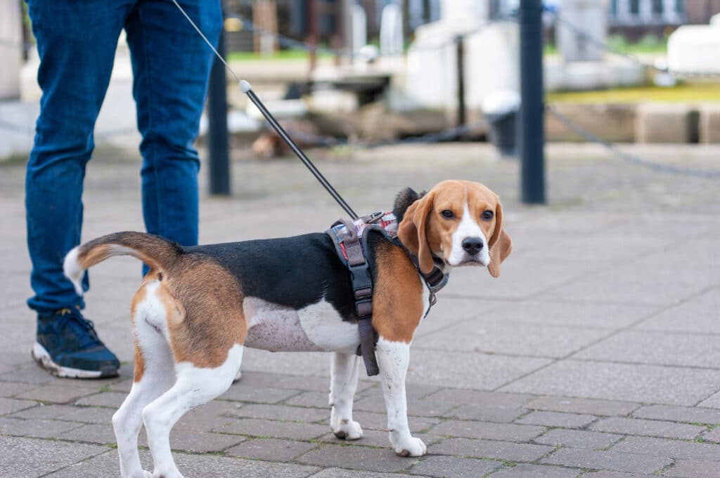 Beagle Puppy On A Leash Outdoors