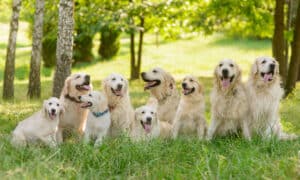Beautiful Golden Retrievers With Fluffy And Soft Fur In The Park