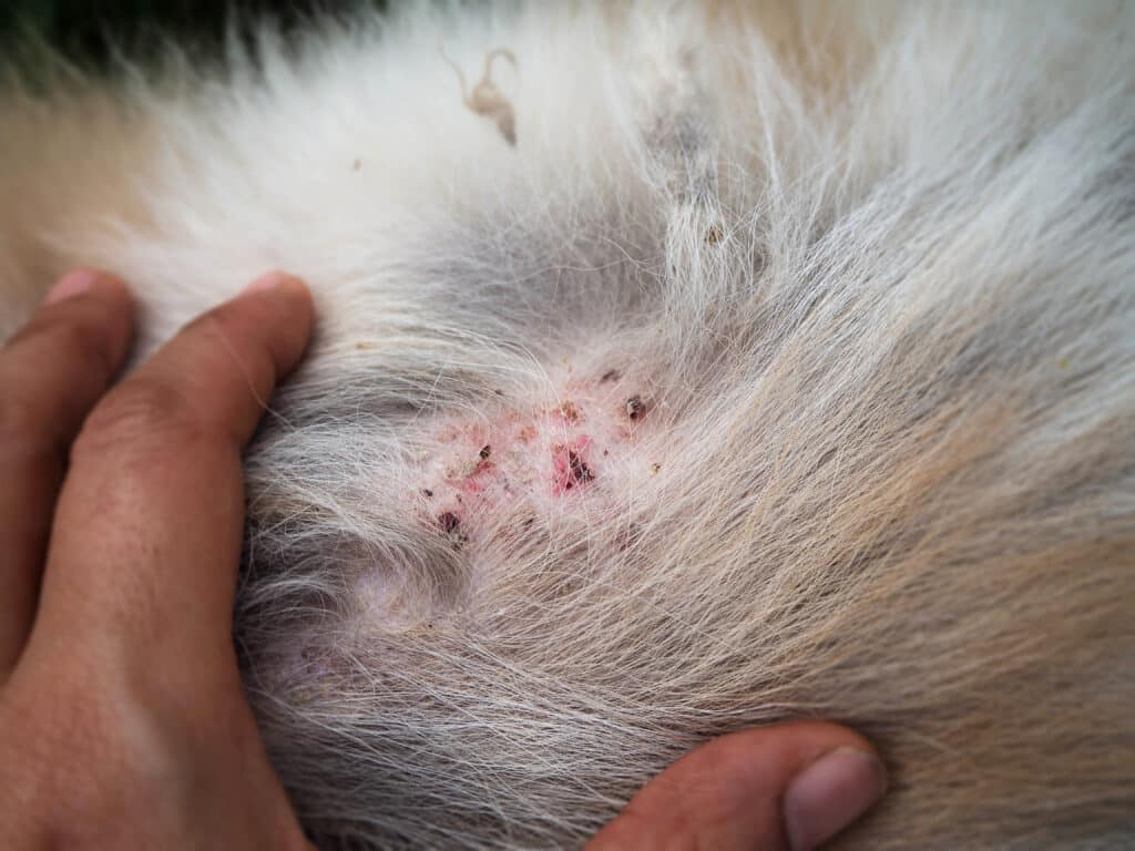 Close Up Of Folliculitis On Dog Skin