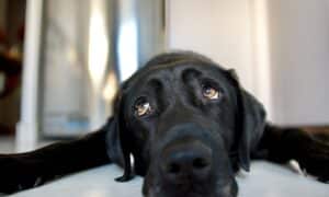 Close Up Of A Sad Black Labrador Dog