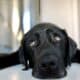 Close Up Of A Sad Black Labrador Dog