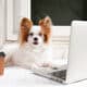 Cute Dog Is Working On A Silver Laptop With A Cup Of Coffee