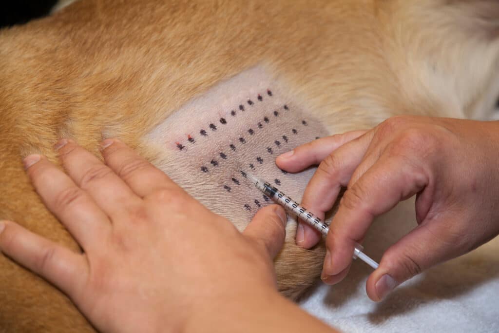 Cachorro fazendo teste de alergia para imunoterapia