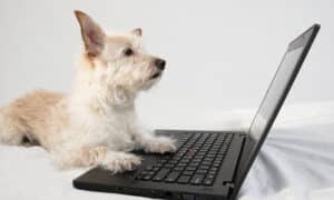 Dog looking at laptop screen