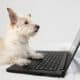 Dog Looking At Laptop Screen