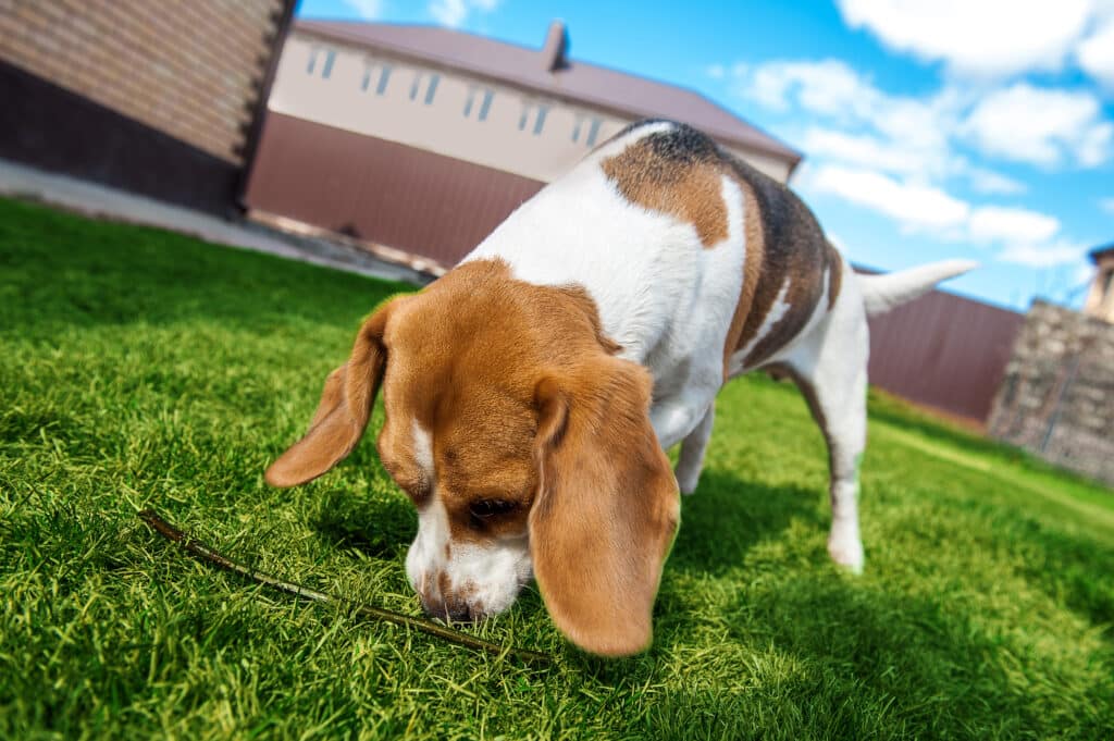 Dog Sniffing The Grass