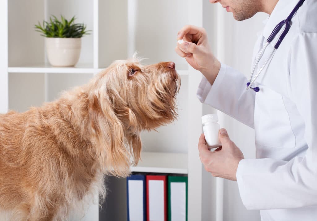 Dog Taking Medicine From A Veterinarian