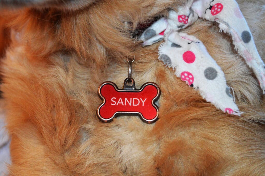 Dog With An Id Tag On Its Collar