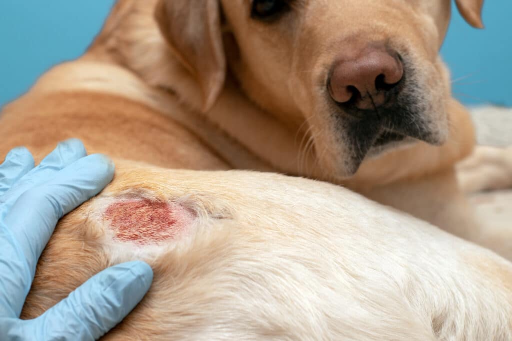 Dog With Atopic Dermatitis Or Skin Allergy