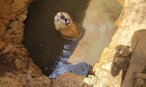 Dusty The Great Pyrenees Stuck In A Water Filled Hole