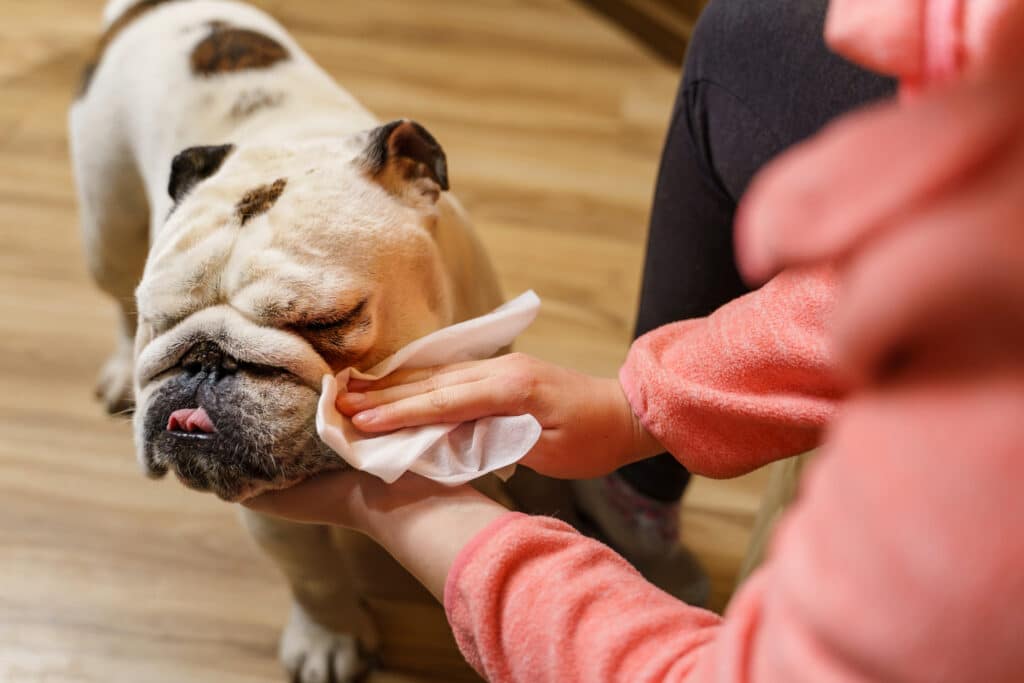 Hands Of Female Girl Using Wet Wipe To Clean Head Of Her English Bulldog