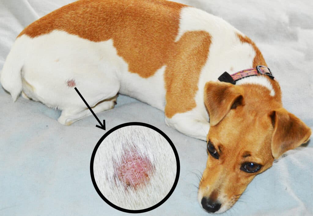 Jack Russell Suffering From Ringworm