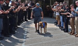 K9 Norbi being discharged from the vet