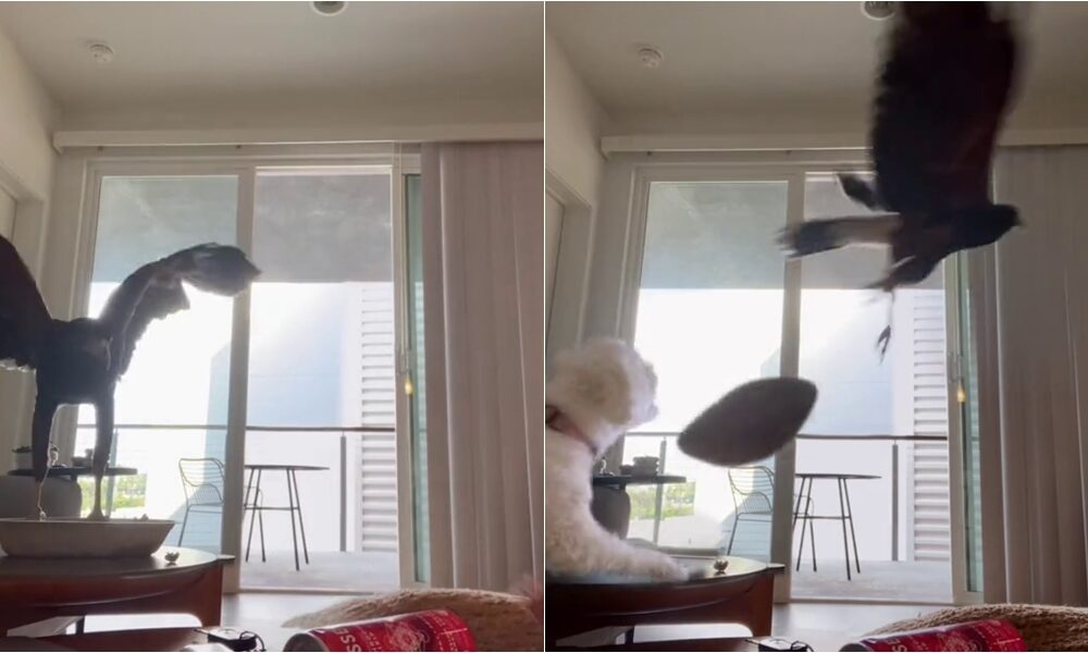 Khushi The Dog Scaring A Hawk Out Of The Apartment
