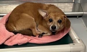 Lost Chihuahua Mix Safe At The Animal Shelter