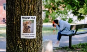National Lost Pet Prevention Month